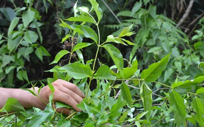 Ác phụ hại chồng rồi bỏ trốn sang Trung Quốc tái hôn, 10 năm sau bị bắt - Hình 1