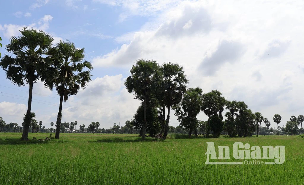 Chiêm ngưỡng vẻ đẹp của cây thốt nốt vùng Bảy Núi - Hình 4