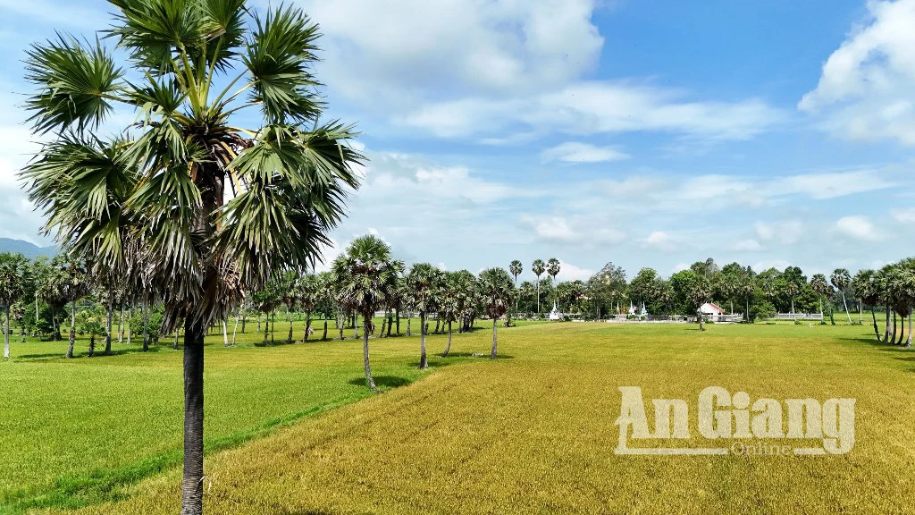 Chiêm ngưỡng vẻ đẹp của cây thốt nốt vùng Bảy Núi - Hình 2