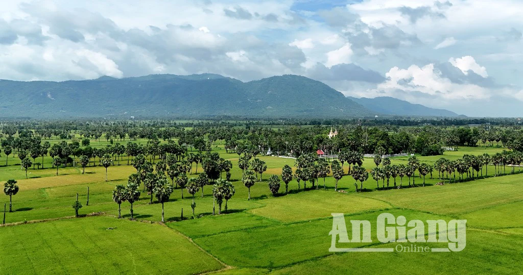Chiêm ngưỡng vẻ đẹp của cây thốt nốt vùng Bảy Núi - Hình 12