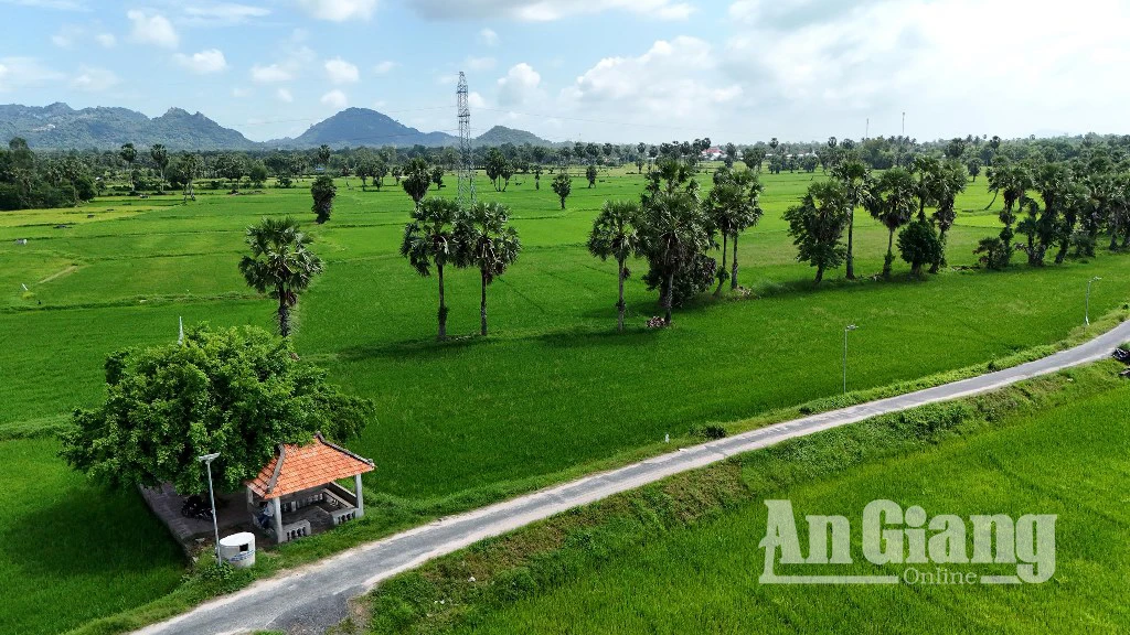 Chiêm ngưỡng vẻ đẹp của cây thốt nốt vùng Bảy Núi - Hình 11