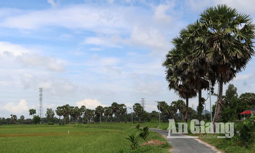 Chiêm ngưỡng vẻ đẹp của cây thốt nốt vùng Bảy Núi - Hình 3