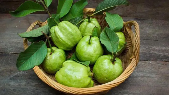 Không thể làm ngơ 8 lợi ích kỳ diệu của quả và lá ổi - Hình 1