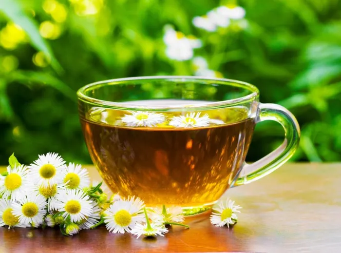 Trà hoa cúc: những lợi ích sức khỏe và chống chỉ định - Hình 1