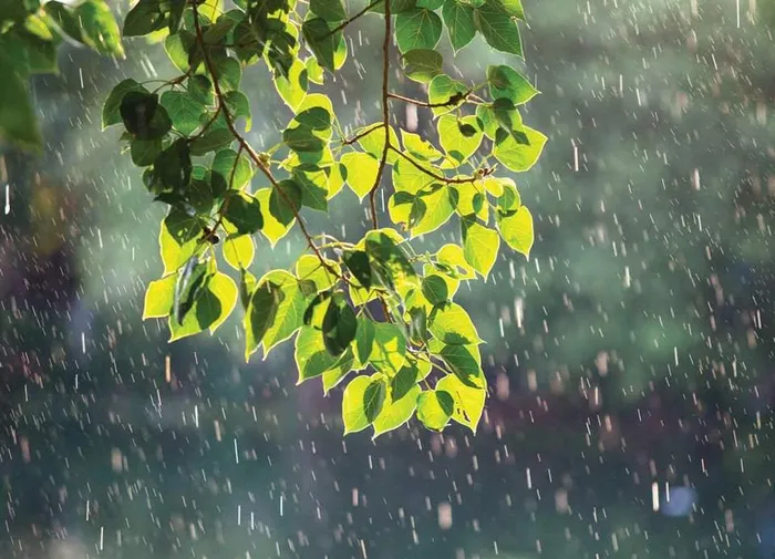 Tử vi ngày 8/7/2024 của 12 cung hoàng đạo: Ma Kết dè dặt - Hình 1