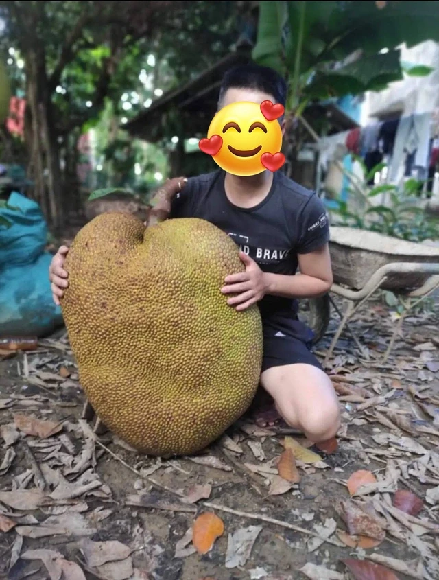 Độc lạ quả mít khổng lồ nặng 55kg ở Nghệ An, chủ nhân bán mức giá không ai ngờ - Hình 1