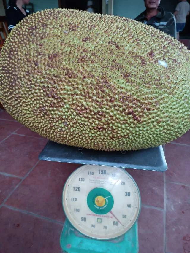 Độc lạ quả mít khổng lồ nặng 55kg ở Nghệ An, chủ nhân bán mức giá không ai ngờ - Hình 7