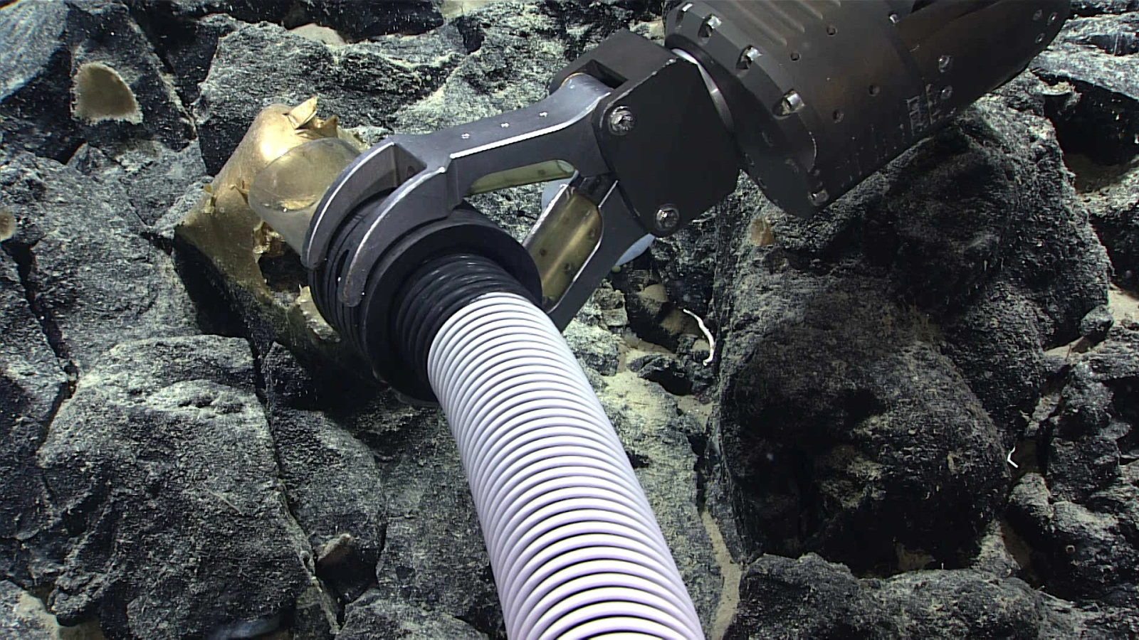 Thám hiểm đáy đại dương sâu 3.300m: thợ lặn đứng tim vì vật thể 10cm khó hiểu? - Hình 2