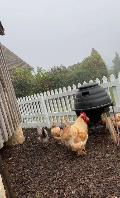 David Beckham tối ngày ra vườn, bà xã cảm thán: Trả lại chồng cho tôi - Hình 3