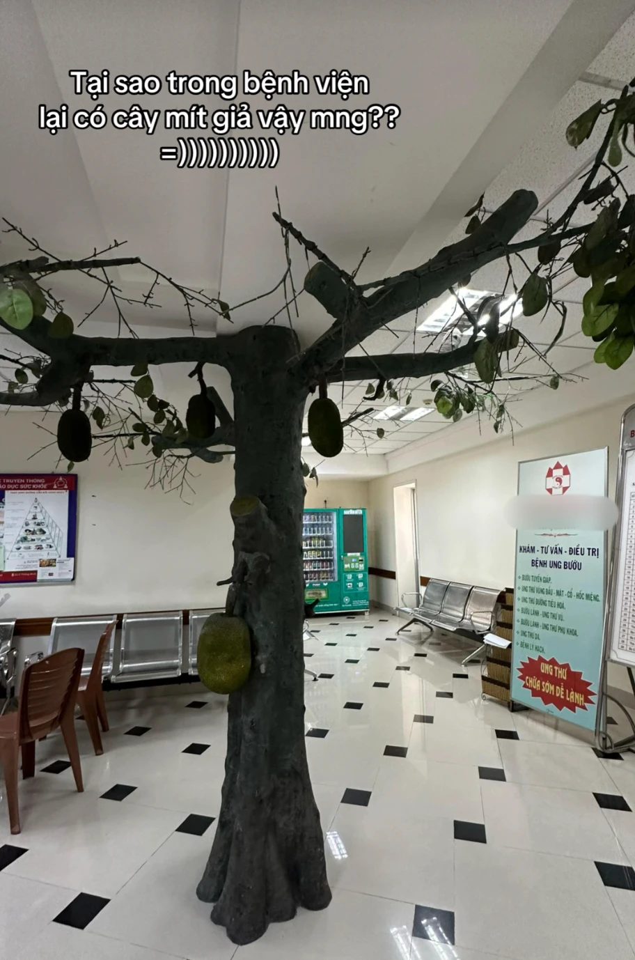 Cây mít xuất hiện trên lầu 5 của một bệnh viện ở Gò Vấp TP.HCM thu hút dân mạng, lý do trồng cây bí ẩn - Hình 1