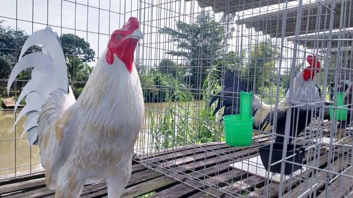 Chàng trai An Giang thu nhập vài chục triệu mỗi tháng nhờ đúc tượng gà vịt từ xi măng - Hình 2
