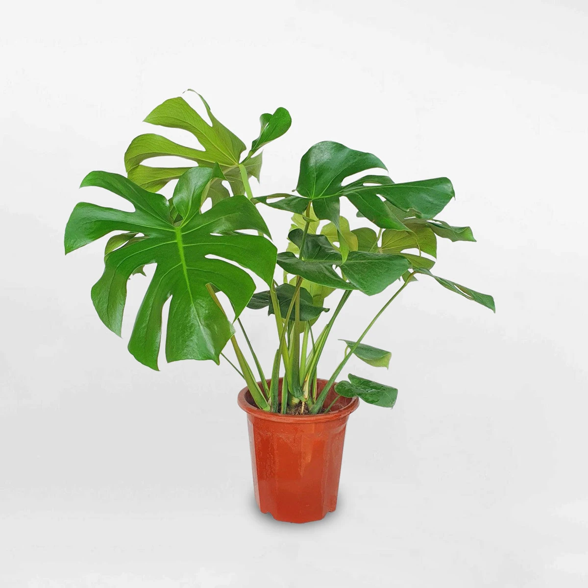 Cây dương xỉ và cây dâu tằm: Nhiều nhà đang trồng mà không biết đây là hai loài bị phong thủy đại kỵ - Hình 6