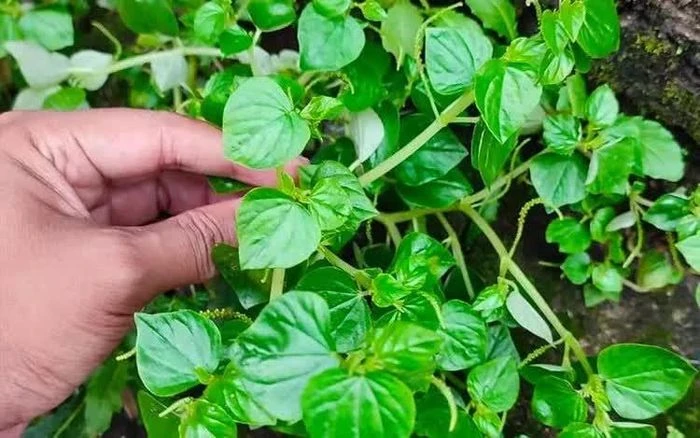 Lợi ích bất ngờ của rau càng cua đối với sức khỏe - Hình 1