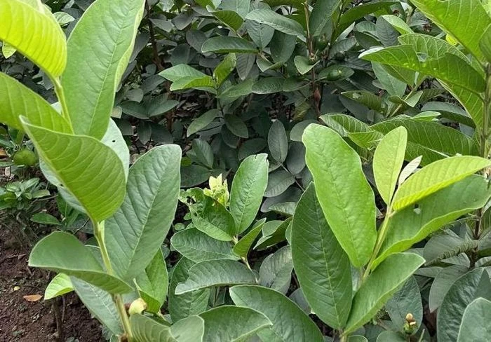 5 cách dùng lá ổi trị bệnh tại nhà - Hình 1