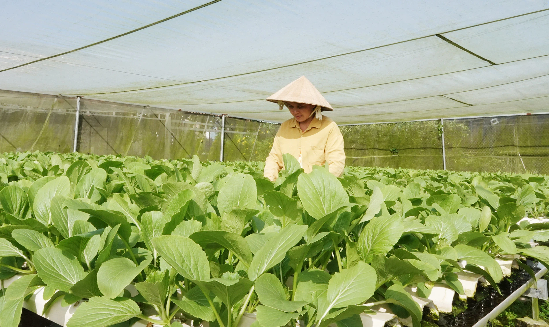 Người phụ nữ Cần Thơ bỏ nghề y, đầu tư 1 tỷ đồng làm vườn rau xanh 2.000m2 - Hình 1