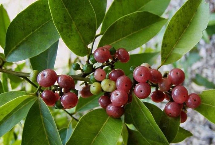 Dược liệu Việt Nam chứa nhiều hoạt chất hỗ trợ điều trị ung thư - Hình 2