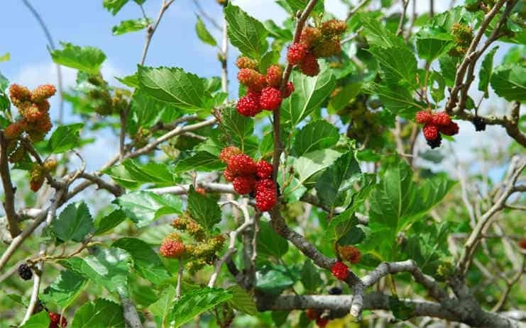 Đừng trồng 2 cây này trong nhà kẻo vận xui bủa vây, con cháu khốn đốn - Hình 1