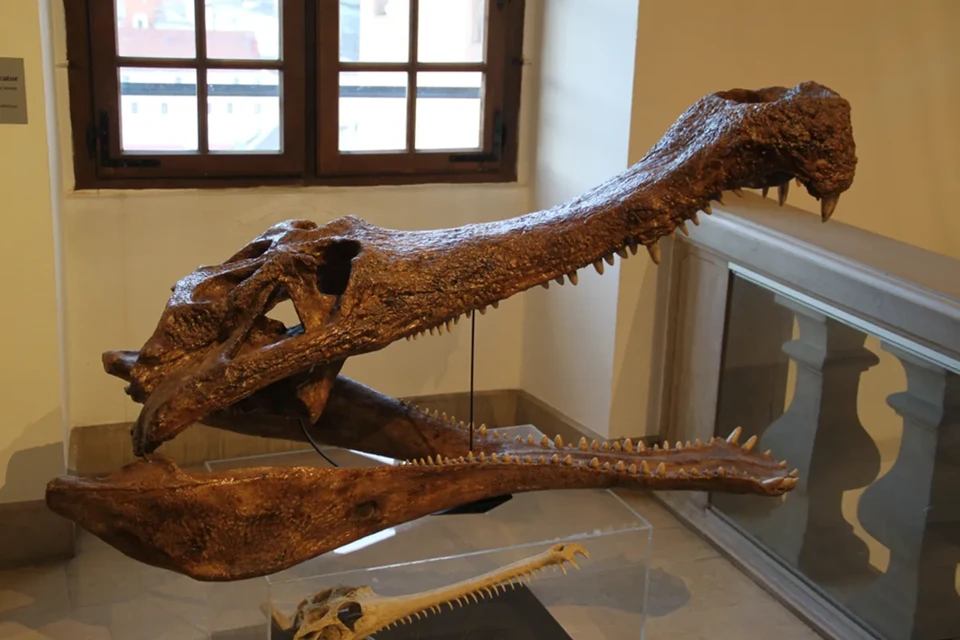 Vén màn bí ẩn tiến hóa của cá sấu biển qua hóa thạch 80 triệu năm - Hình 1