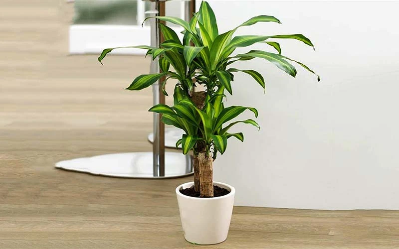 Giá không đắt nhưng 5 loại cây này là mệnh danh lá bùa giữ của cho gia chủ tuổi trung niên - Hình 4