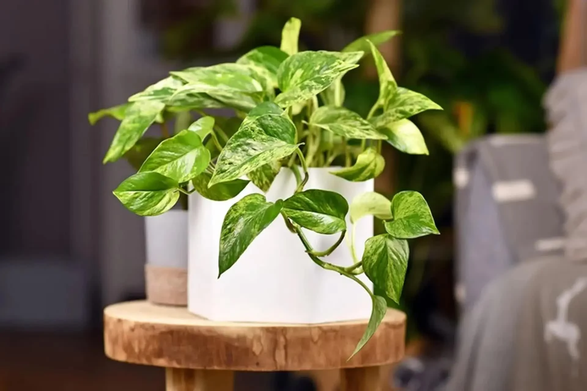 Giá không đắt nhưng 5 loại cây này là mệnh danh lá bùa giữ của cho gia chủ tuổi trung niên - Hình 2