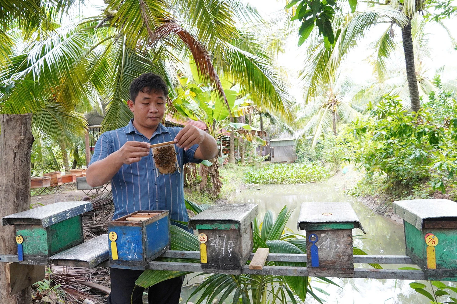 Bỏ nghề IT về quê nuôi ong, chàng trai Cần Thơ kiếm tiền tỷ mỗi năm - Hình 1