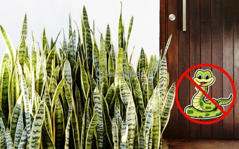3 cây vừa trấn trạch vừa đuổi rắn: Nhà giàu thích trồng - Hình 1