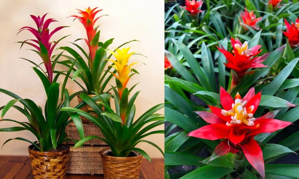 3 cây vừa trấn trạch vừa đuổi rắn: Nhà giàu thích trồng - Hình 3