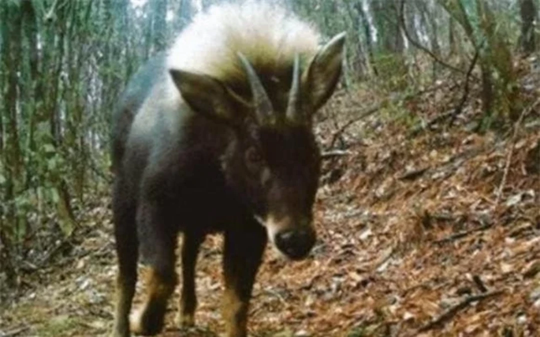 Loài vật quý hiếm bậc nhất hành tinh bất ngờ tái xuất sau 500.000 năm tuyệt tích - Hình 1