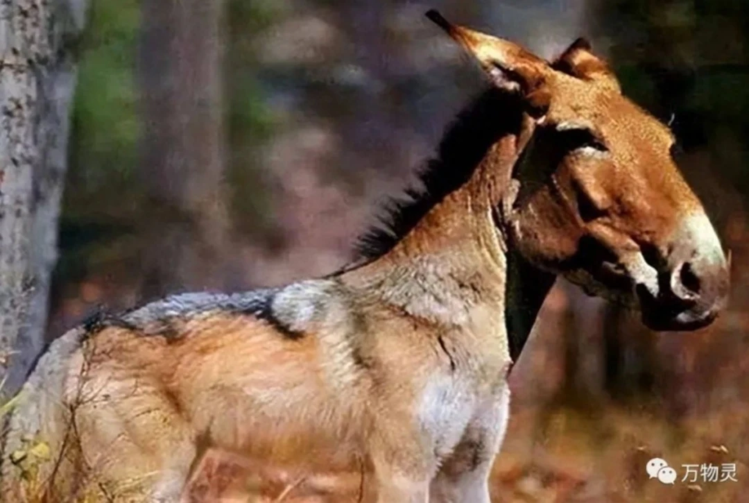 Loài vật quý hiếm bậc nhất hành tinh bất ngờ tái xuất sau 500.000 năm tuyệt tích - Hình 2