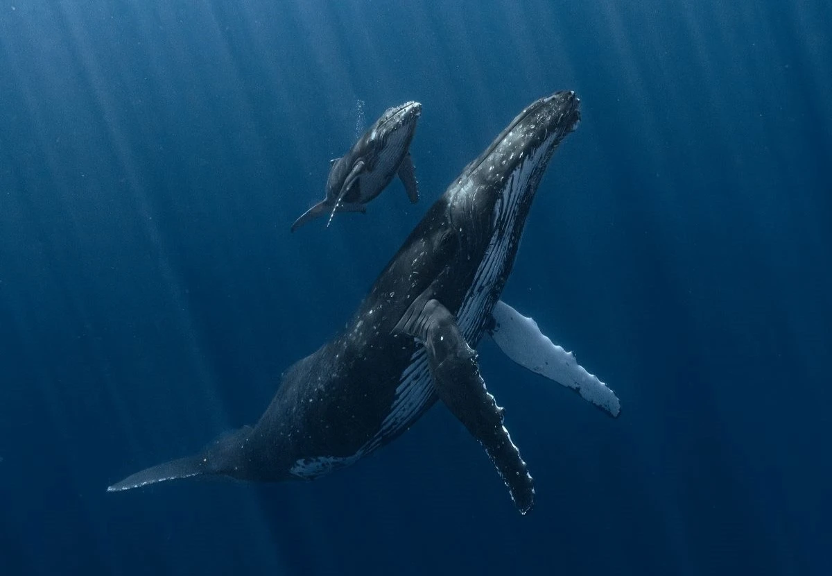 Thủy quái khổng lồ bất ngờ lao đến dưới biển sâu: Thợ lặn suýt bị nuốt chửng trong tích tắc - Hình 1