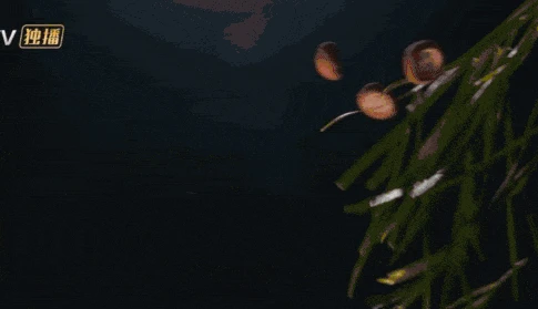 Hoàn Châu cách cách 2025 thất bại thê thảm - Hình 5