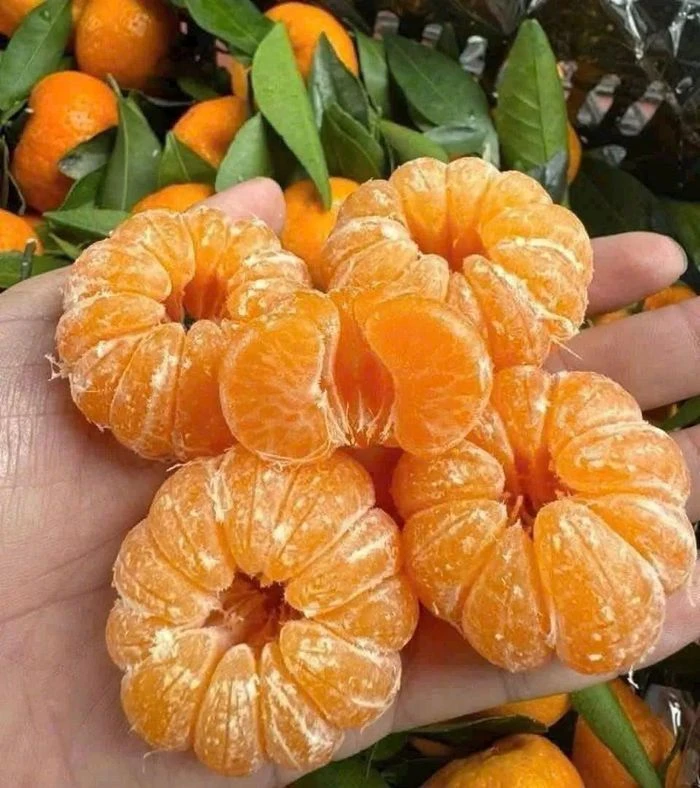 12 loại thực phẩm giàu Flavonoid giúp sống lâu, giảm nguy cơ mắc bệnh - Hình 1