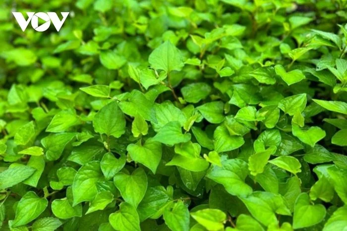 Cây thuốc đại bổ chẳng cần chăm vẫn mọc đầy vườn nhưng ít người biết tận dụng - Hình 1