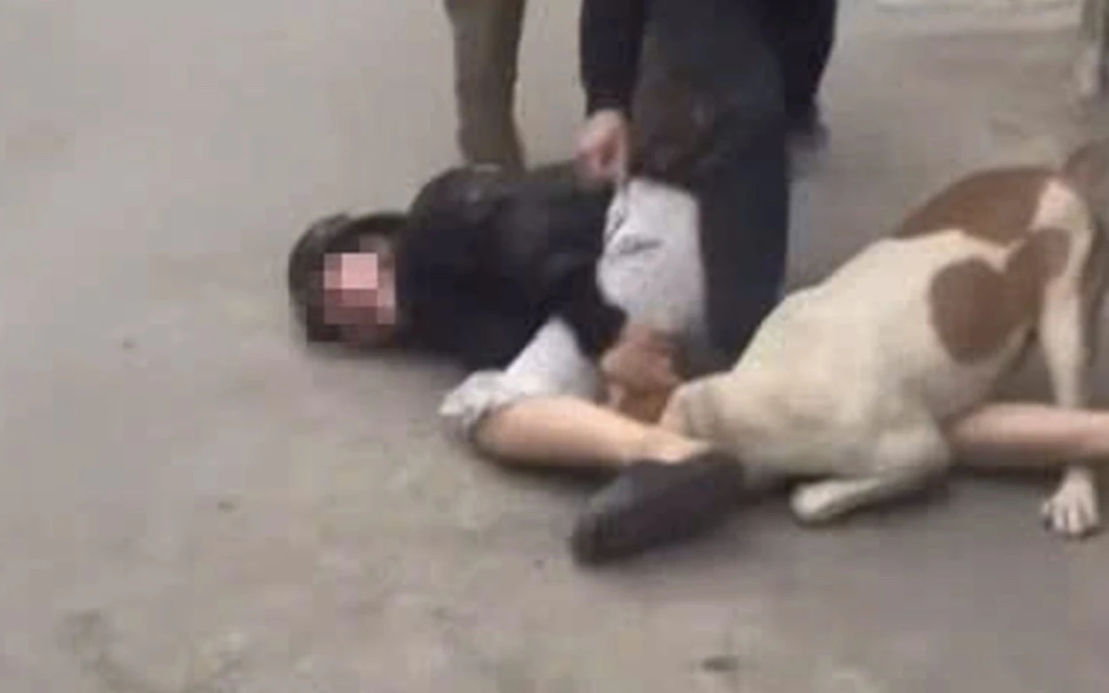 Vụ thả chó cắn người ở Hà Nội gây phẫn nộ, phút kinh hoàng giữa khu dân cư - Hình 4