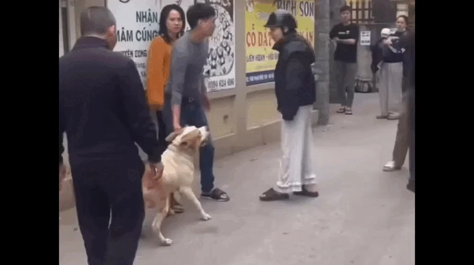 Vụ thả chó cắn người ở Hà Nội gây phẫn nộ, phút kinh hoàng giữa khu dân cư - Hình 5