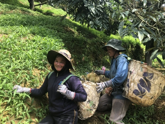 Loại quả giúp một xã có 300 tỷ phú, có nhà kiếm 10 tỷ/năm, tin được không? - Hình 2