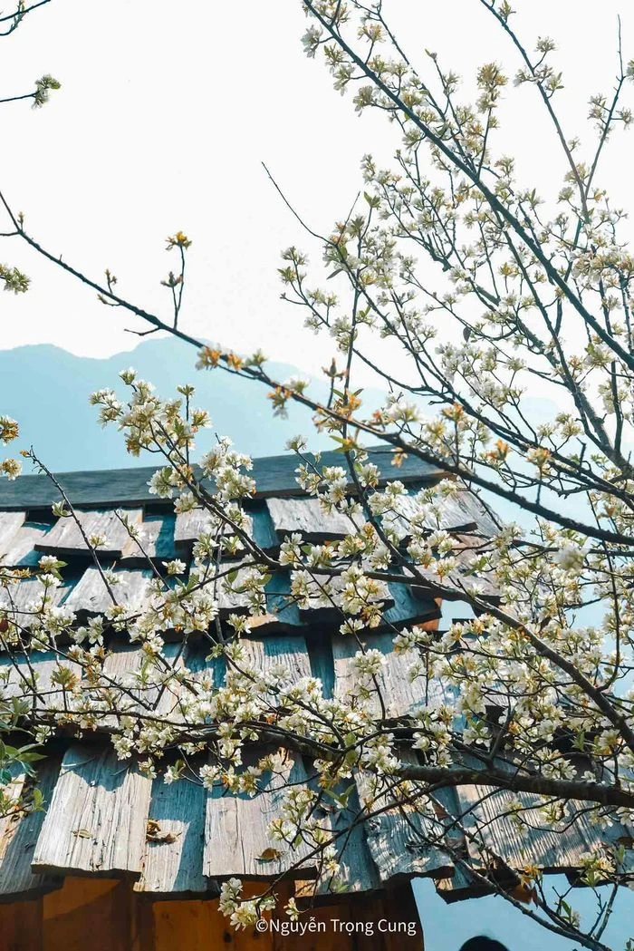 Khám phá Nậm Nghiệp mùa hoa sơn tra nở - Hình 4