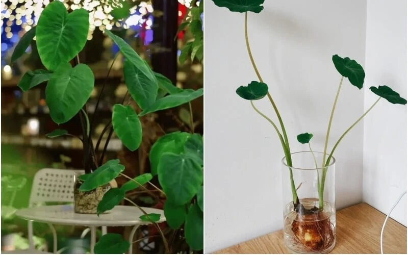 Tận dụng 6 củ hỏng này, trồng thành những cây cảnh thủy canh siêu đẹp - Hình 1
