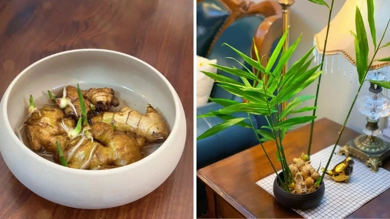 Tận dụng 6 củ hỏng này, trồng thành những cây cảnh thủy canh siêu đẹp - Hình 4