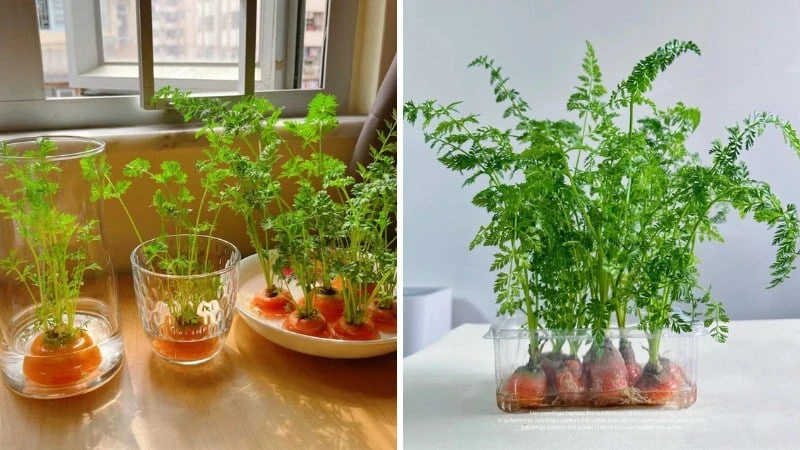 Tận dụng 6 củ hỏng này, trồng thành những cây cảnh thủy canh siêu đẹp - Hình 3