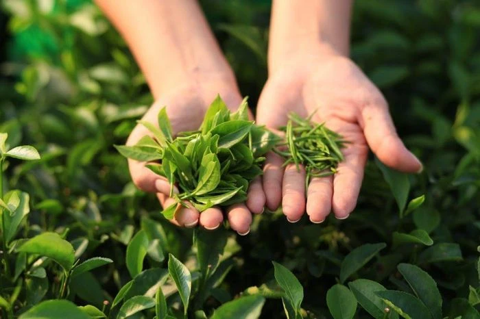 Vì sao không nên uống thuốc với trà? - Hình 1