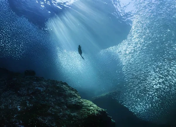 Bí mật đại dương: Dự án Deep lật mở những điều chưa biết? - Hình 4
