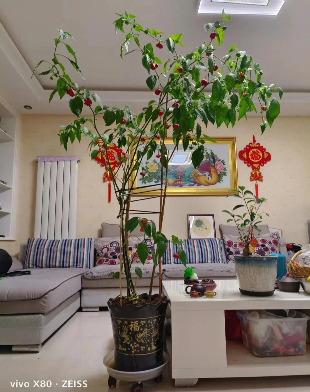 Nam bác sĩ trồng ớt như cây cảnh trong phòng khách khiến cư dân mạng phải thốt lên: Đẹp và sang trọng quá - Hình 5