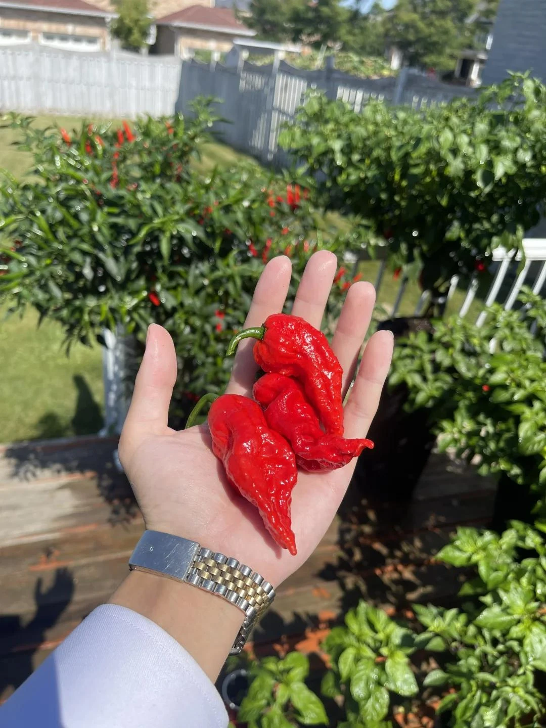 Nam bác sĩ trồng ớt như cây cảnh trong phòng khách khiến cư dân mạng phải thốt lên: Đẹp và sang trọng quá - Hình 6