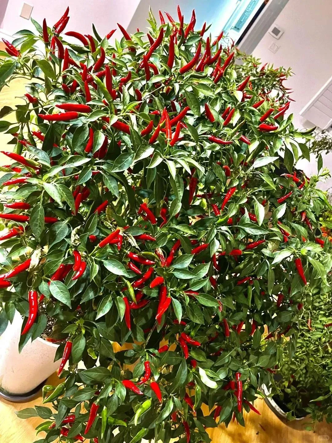 Nam bác sĩ trồng ớt như cây cảnh trong phòng khách khiến cư dân mạng phải thốt lên: Đẹp và sang trọng quá - Hình 2