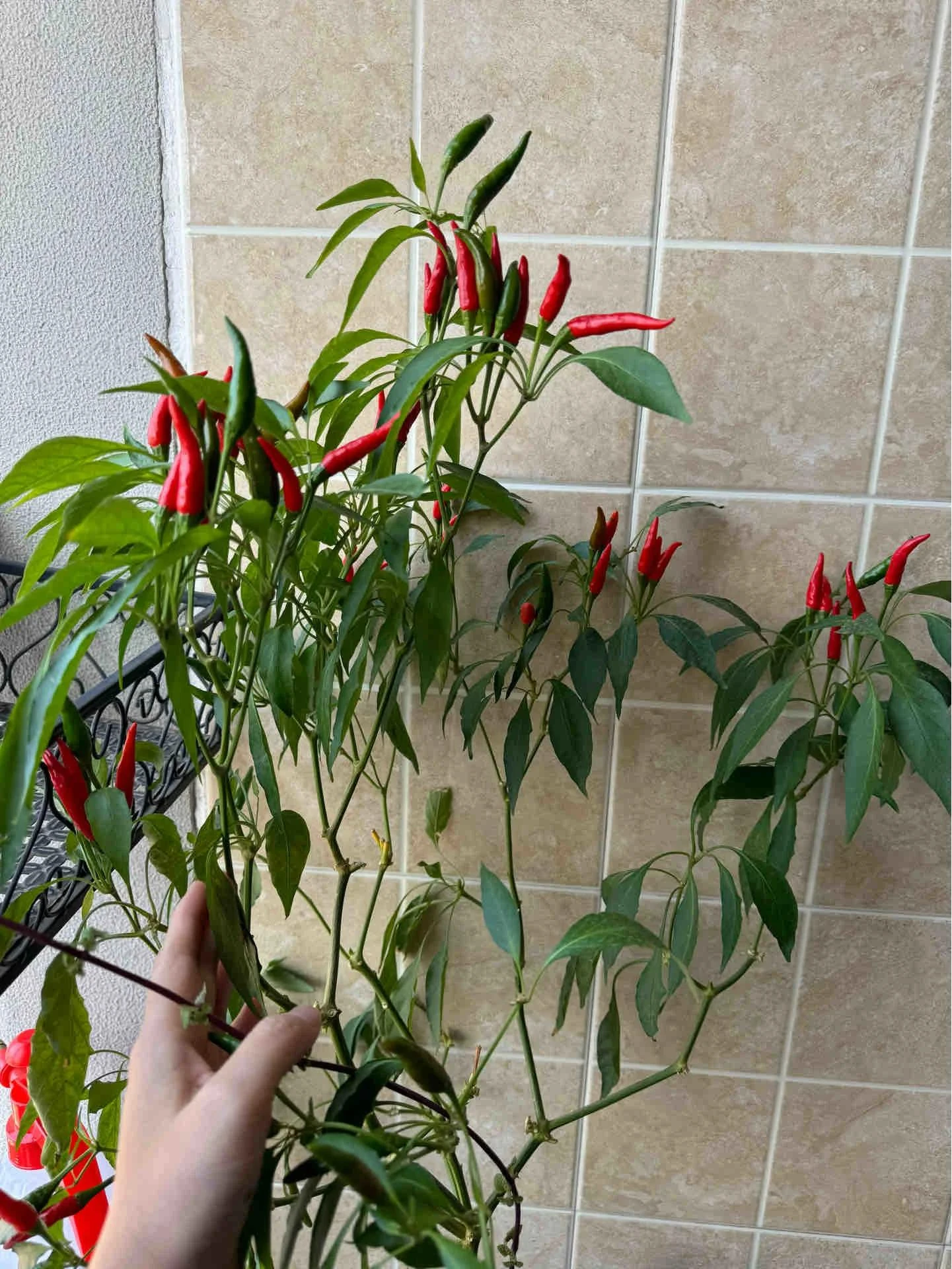 Nam bác sĩ trồng ớt như cây cảnh trong phòng khách khiến cư dân mạng phải thốt lên: Đẹp và sang trọng quá - Hình 4