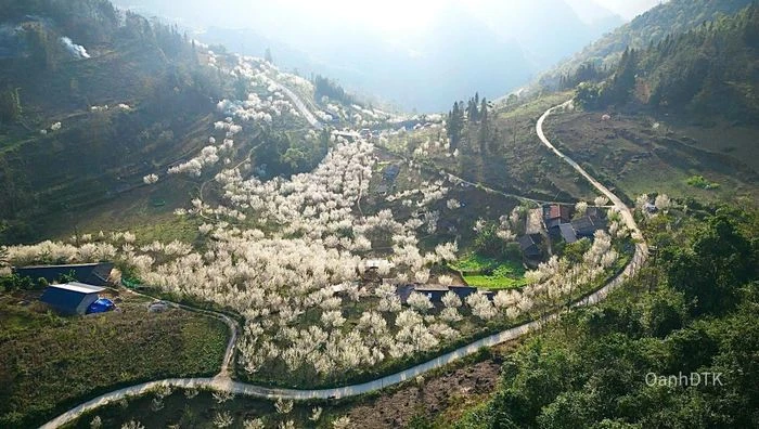 Lạc lối giữa thiên đường hoa mận trắng Bắc Hà - Hình 8
