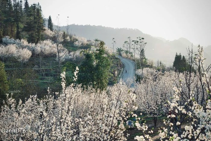 Lạc lối giữa thiên đường hoa mận trắng Bắc Hà - Hình 5