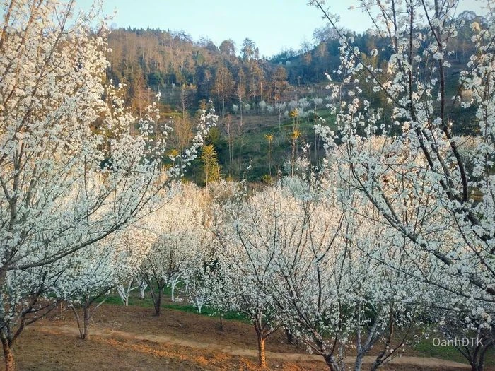 Lạc lối giữa thiên đường hoa mận trắng Bắc Hà - Hình 4