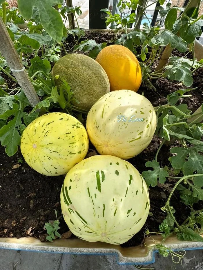 Khai hoang sân thượng tầng 5 làm vườn, mẹ đảm thu hút 117.000 người theo dõi - Hình 6